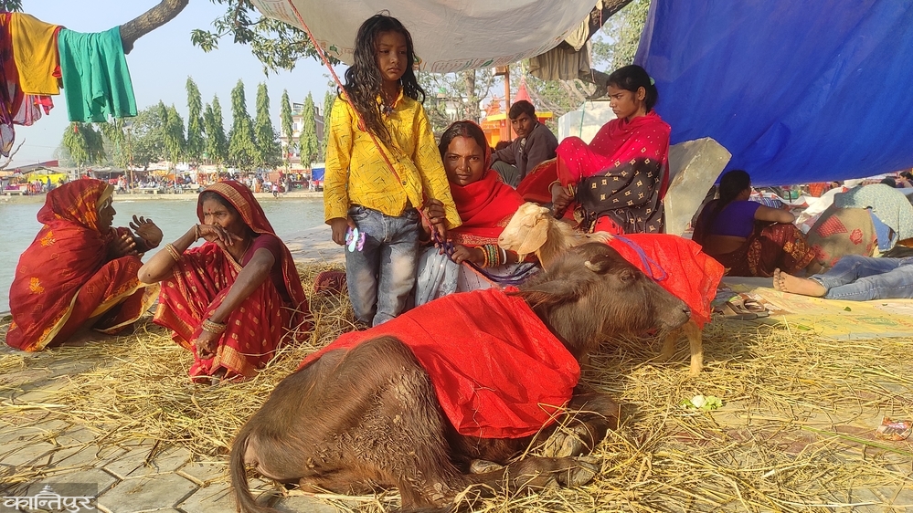 Gadhimai Mela: The crowd of visitors increased with the hustle and bustle