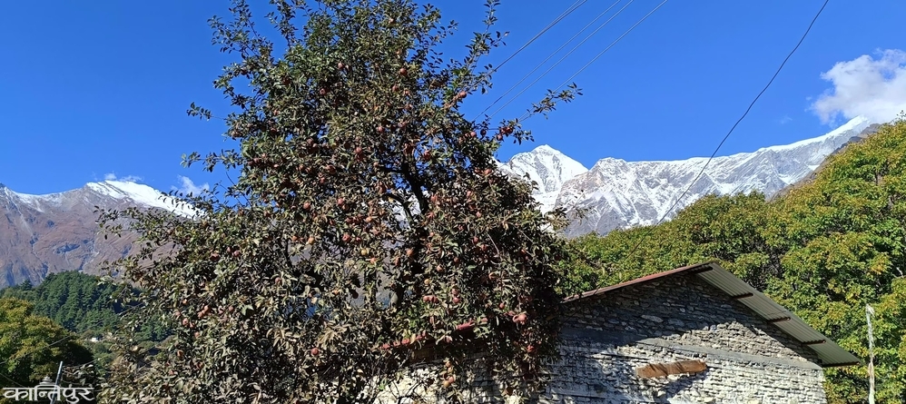 Apples worth 92 crores were sold from Mustang in one year