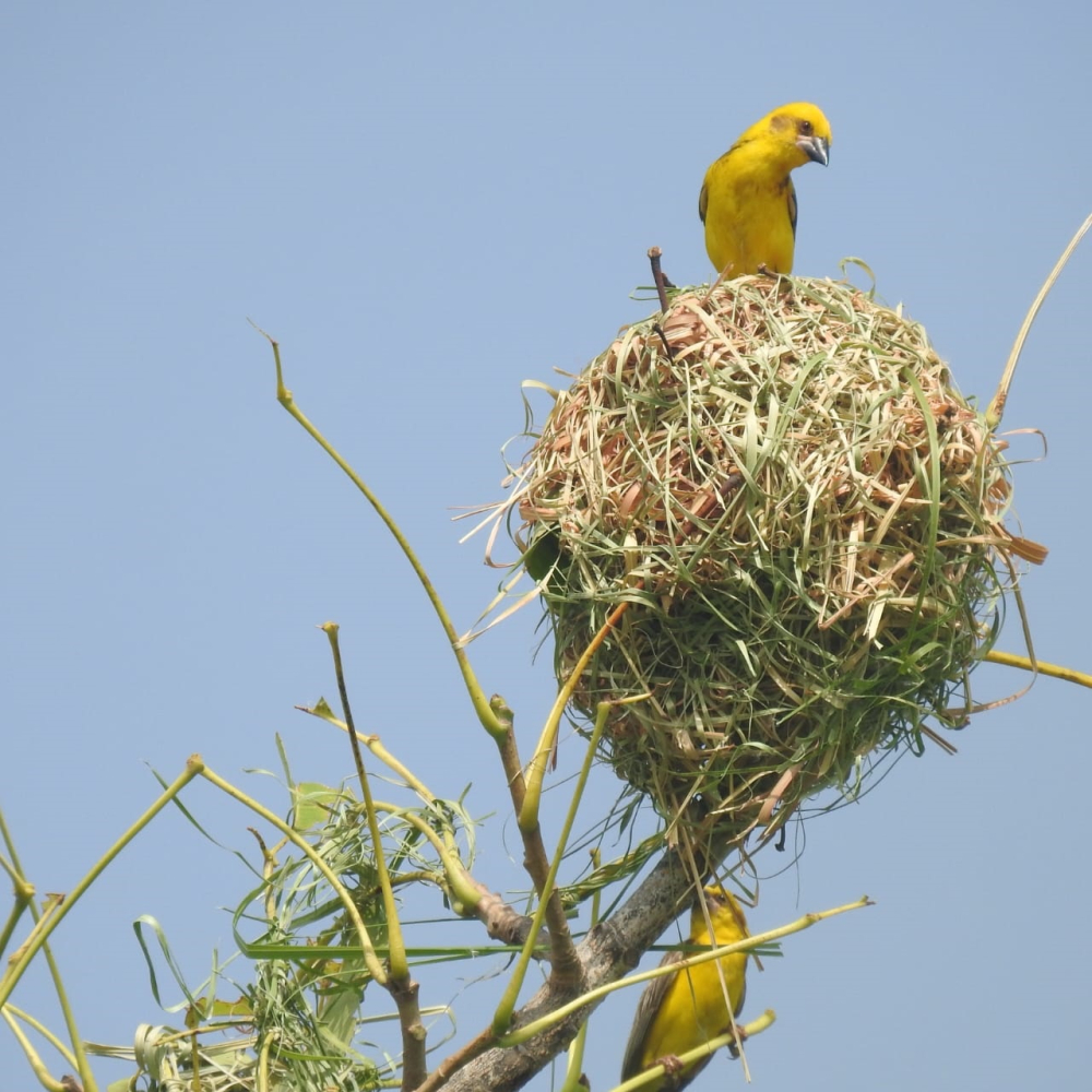 Simran chasing cannon bird