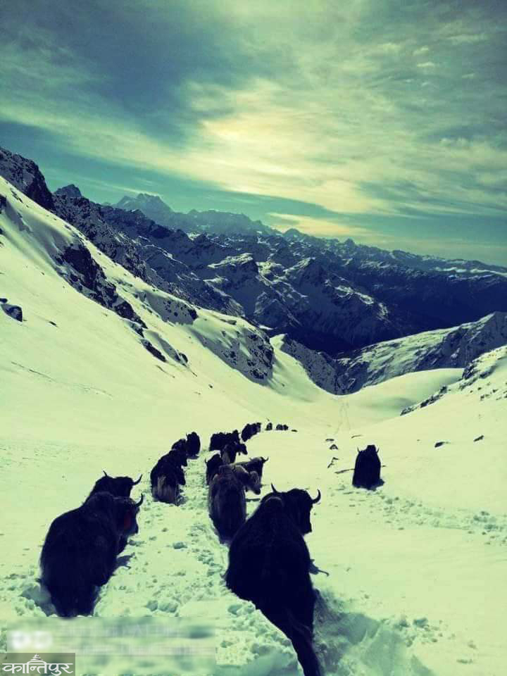 Suffering of Himalayan herdsmen: Yak-chaunri stopped when exports to China did not open