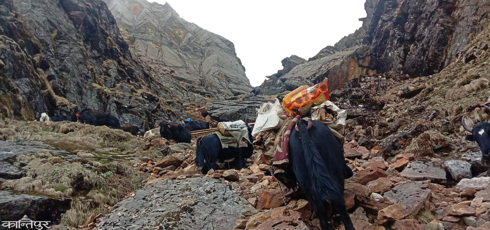Suffering of Himalayan herdsmen: Yak-chaunri stopped when exports to China did not open