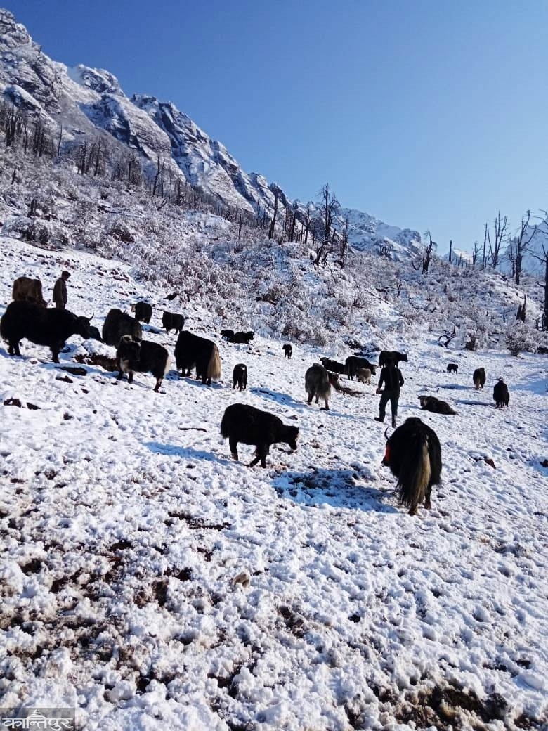 Suffering of Himalayan herdsmen: Yak-chaunri stopped when exports to China did not open