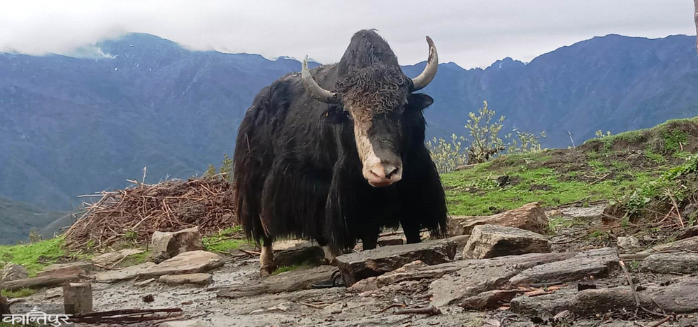 Suffering of Himalayan herdsmen: Yak-chaunri stopped when exports to China did not open