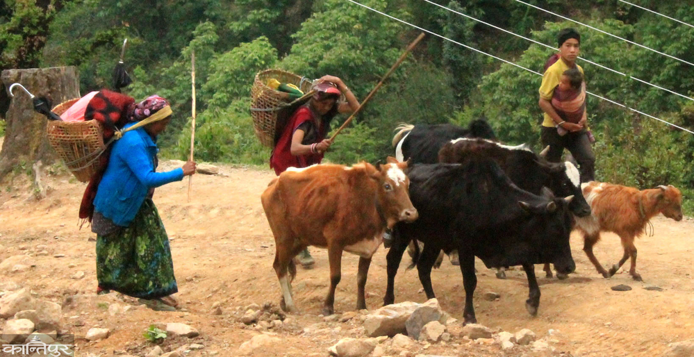 Dhorpatan: Fun for travelers, difficult for locals