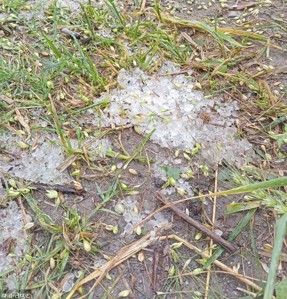 Severe hailstorm in Bajhang: Food crops that are about to ripen could not be nursed