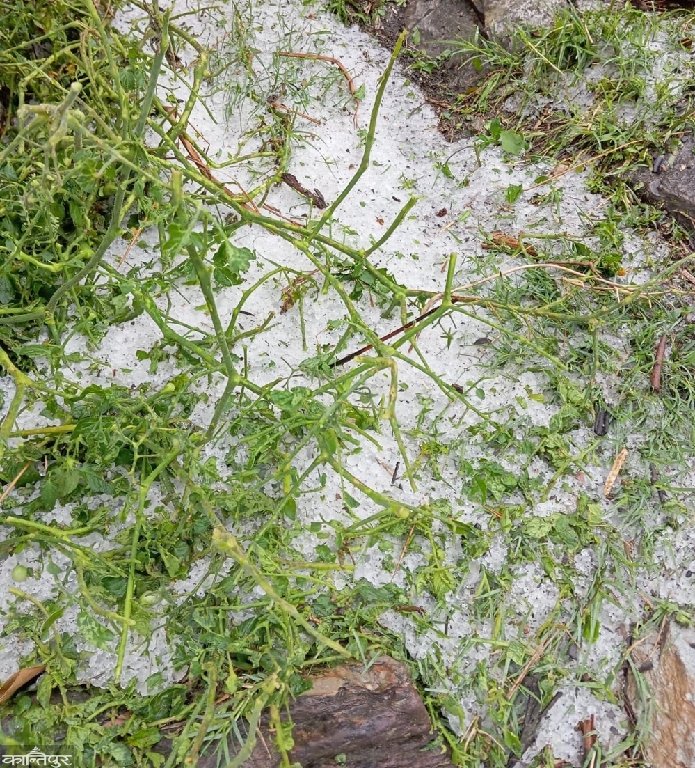 Severe hailstorm in Bajhang: Food crops that are about to ripen could not be nursed