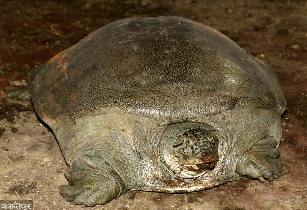 Tortoise in trouble with hobbies and superstitions