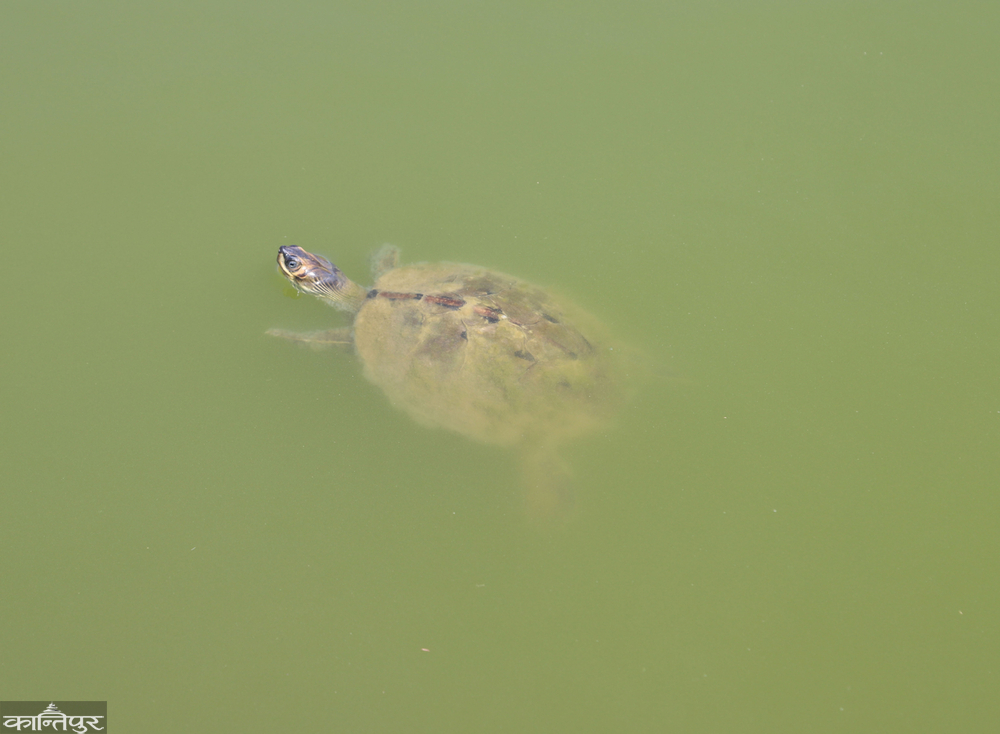 Tortoise in trouble with hobbies and superstitions