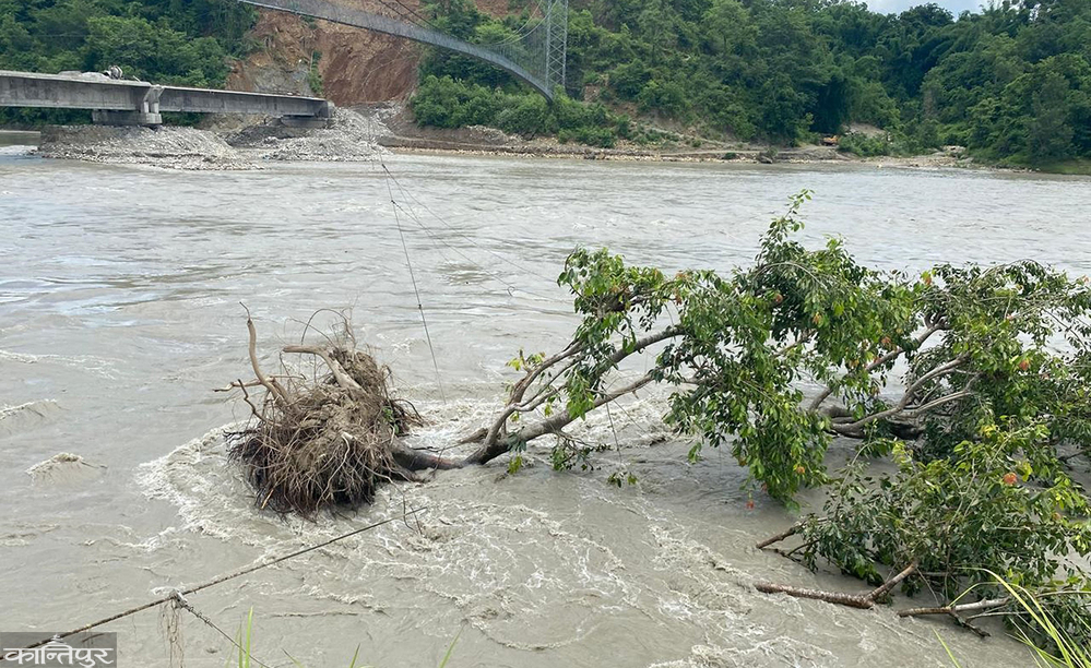 A tree stuck on the suspension bridge of Kaligandaki was removed by a team of experts