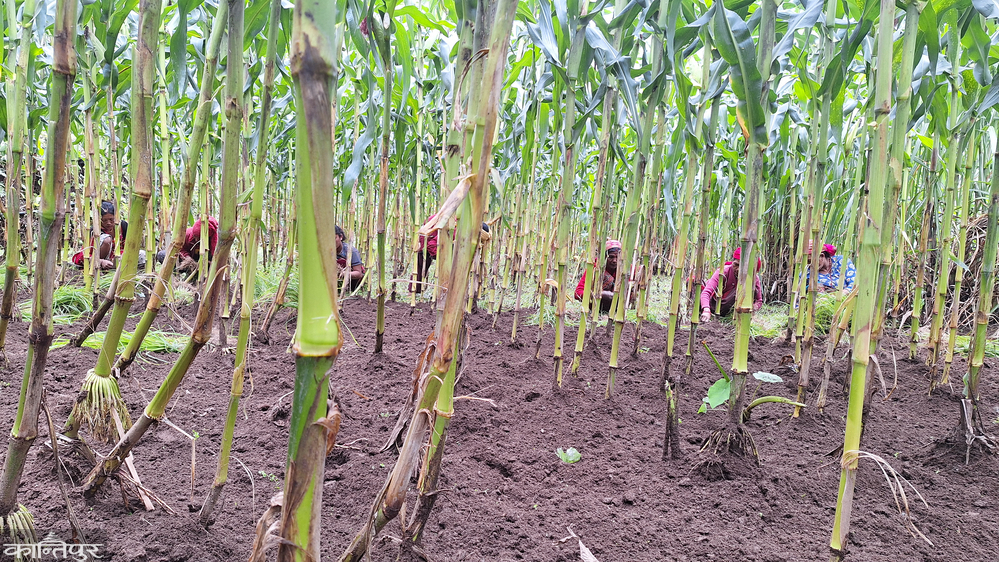 Hudda culture is disappearing, millet cultivation has decreased