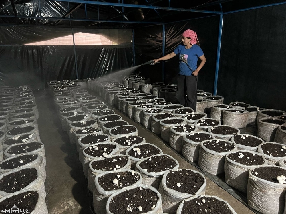 Mushroom sister earning 60/70 thousand monthly from mushroom farming