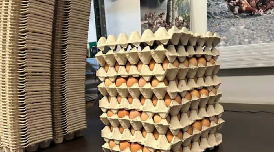 Why did the egg frenzy happen in America?